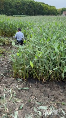 高度50厘米再力花