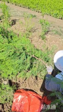 高度100厘米侧柏