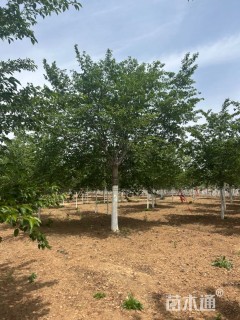 15公分染井吉野樱