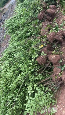 高度150厘米大叶黄杨