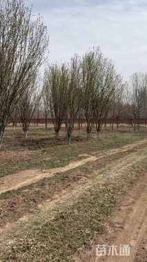 15公分西府海棠