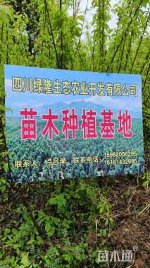 高度200厘米脆红李