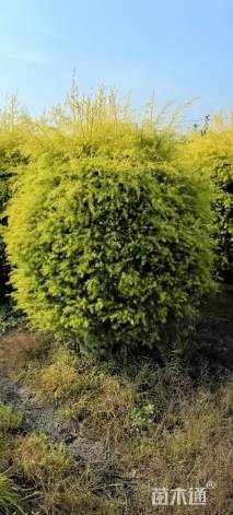 冠幅50厘米千层金球