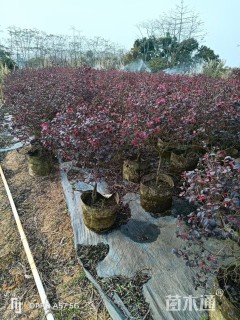 高度50厘米红花继木