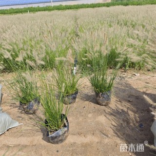 高度58厘米小兔子狼尾草