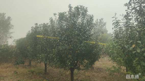 14公分绚丽海棠