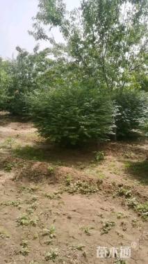 断根苗火焰卫矛球