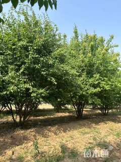 高度500厘米丛生暴马丁香