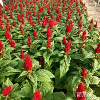 高度30厘米一支笔