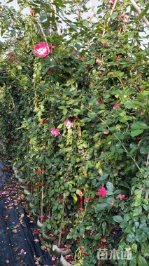 主蔓长200厘米藤本月季
