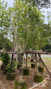 10公分荷花玉兰