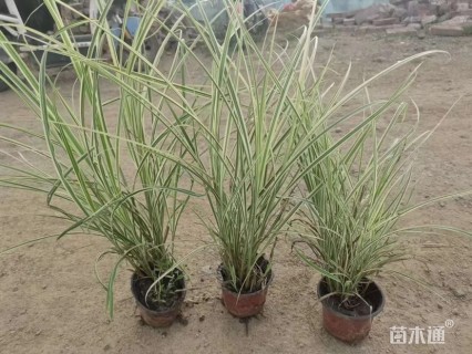 高度20厘米花叶芒