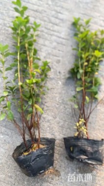 高度35厘米春鹃