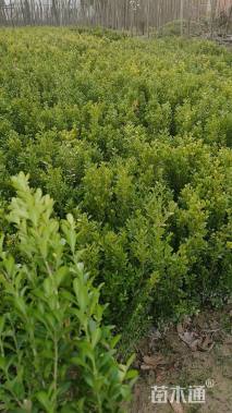 高度30厘米瓜子黄杨