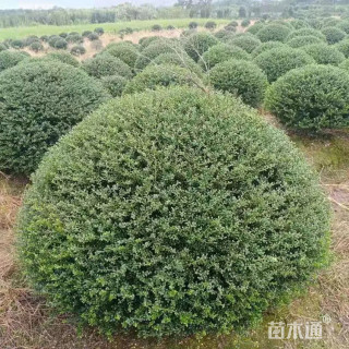 冠幅80厘米龟甲冬青球