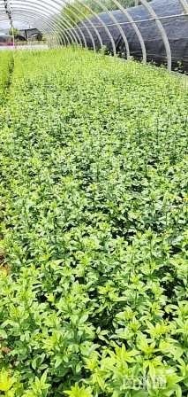 高度25厘米迎春花