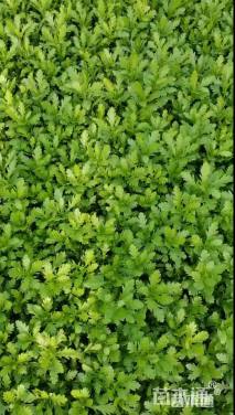 高度25厘米黄金菊