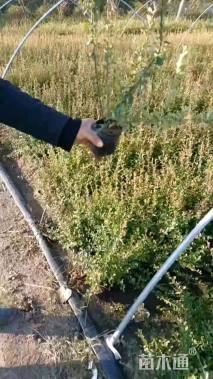 高度60厘米火棘