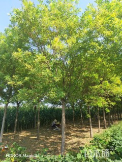 15公分黄金槐