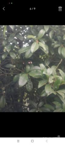 高度250厘米茶花