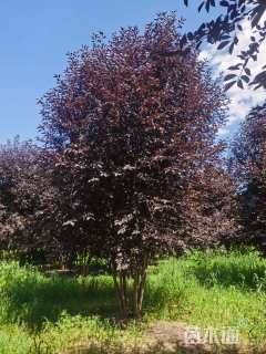 6公分紫叶稠李