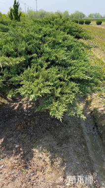 高度100厘米铺地柏