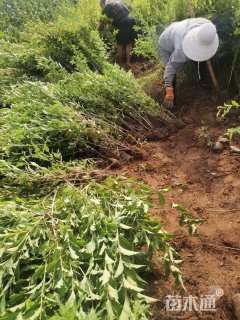 高度80厘米锦带