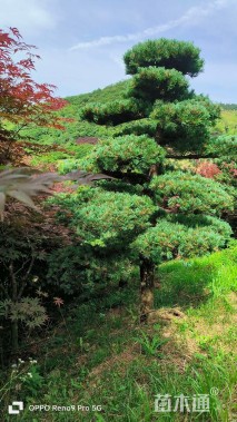 12公分造型五针松