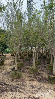 高度200厘米果石榴