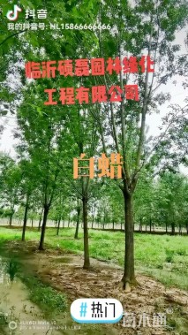 18公分白蜡