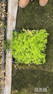 高度10厘米佛甲草