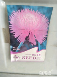 香矢车菊种子