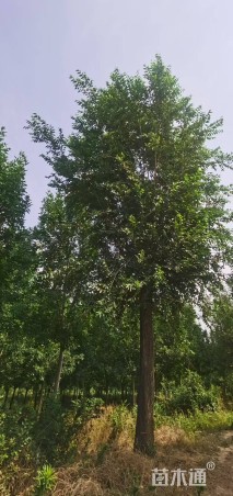 25公分榆树