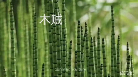 高度20厘米木贼