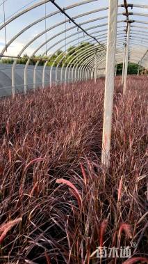 高度30厘米紫叶狼尾草