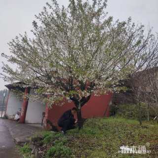 20公分日本早樱