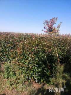 冠幅100厘米红叶石楠球