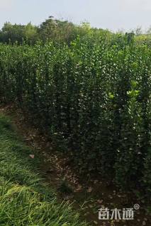 高度150厘米北海道黄杨