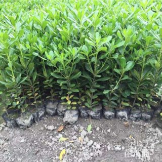 高度40厘米海桐小苗