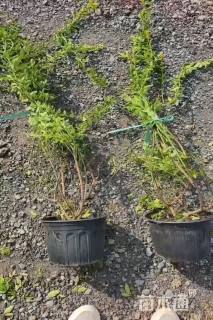 高度100厘米金叶黄馨