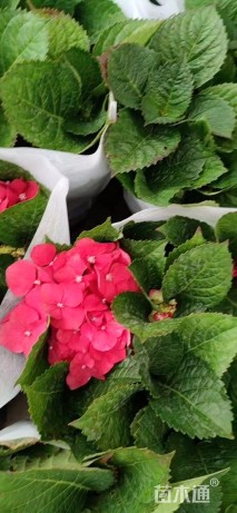 高度20厘米无尽夏绣球