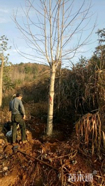 18公分杂交马褂木