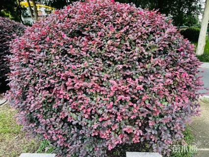 高度150厘米红花继木