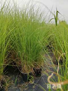 高度60厘米细叶芒