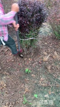 冠幅100厘米紫叶小檗球