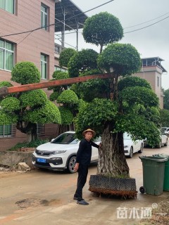 50公分造型小叶榕