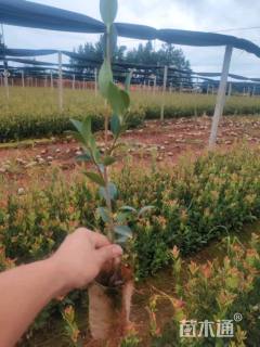 高度30厘米油茶小苗