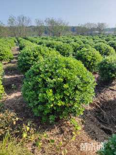 冠幅150厘米海桐球