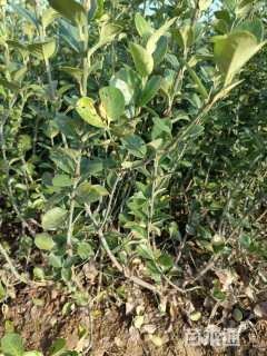 高度55厘米卫矛