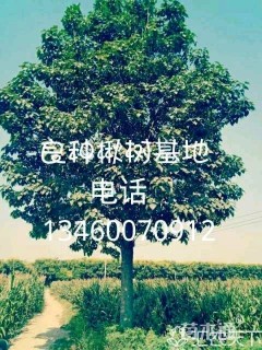 15公分楸树